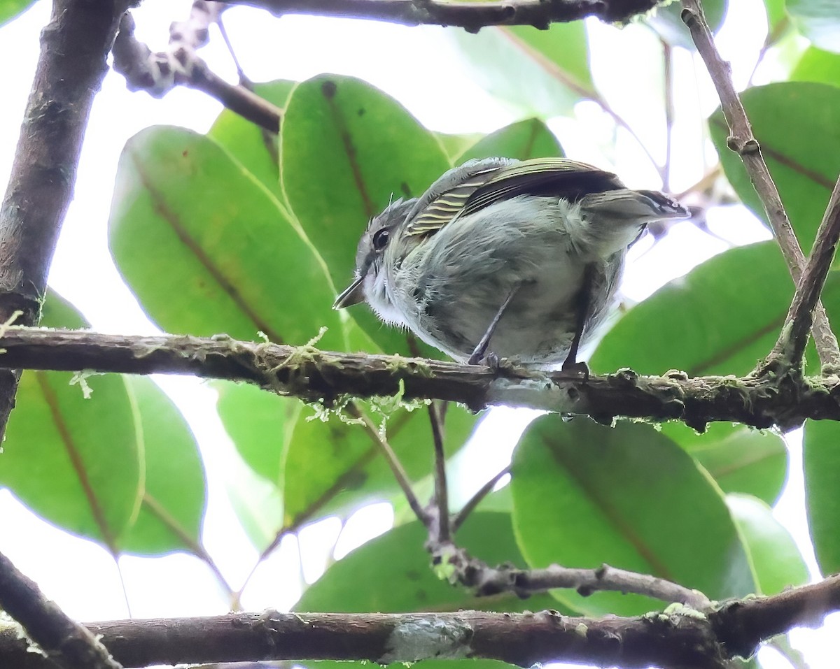 Mistletoe Tyrannulet - ML618739828