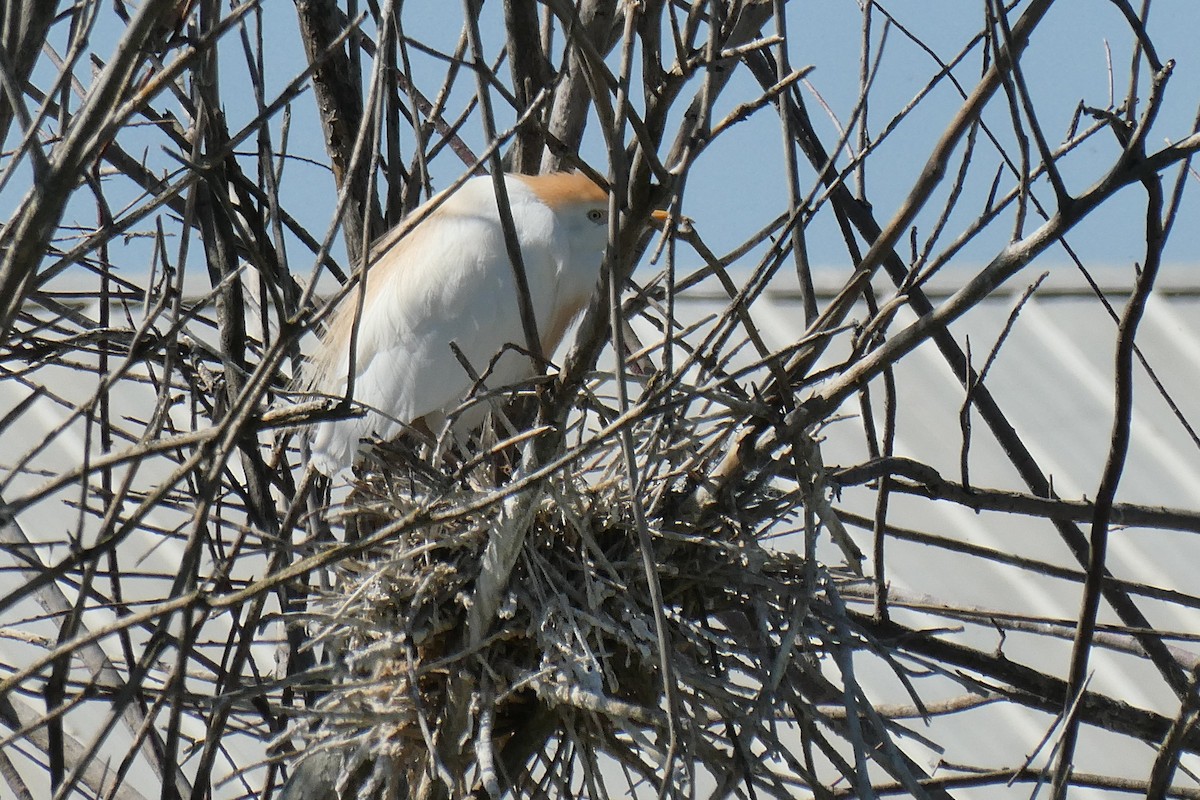 Western Cattle Egret - ML618739841