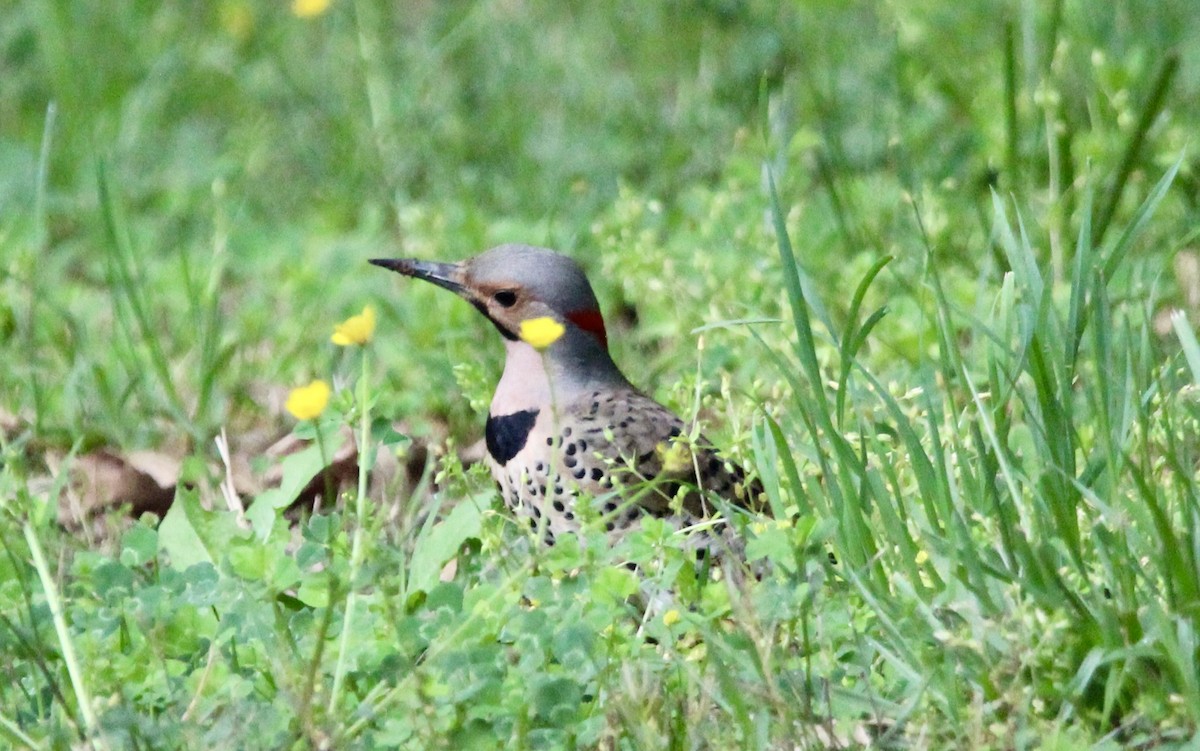 Northern Flicker - Vivek Raj