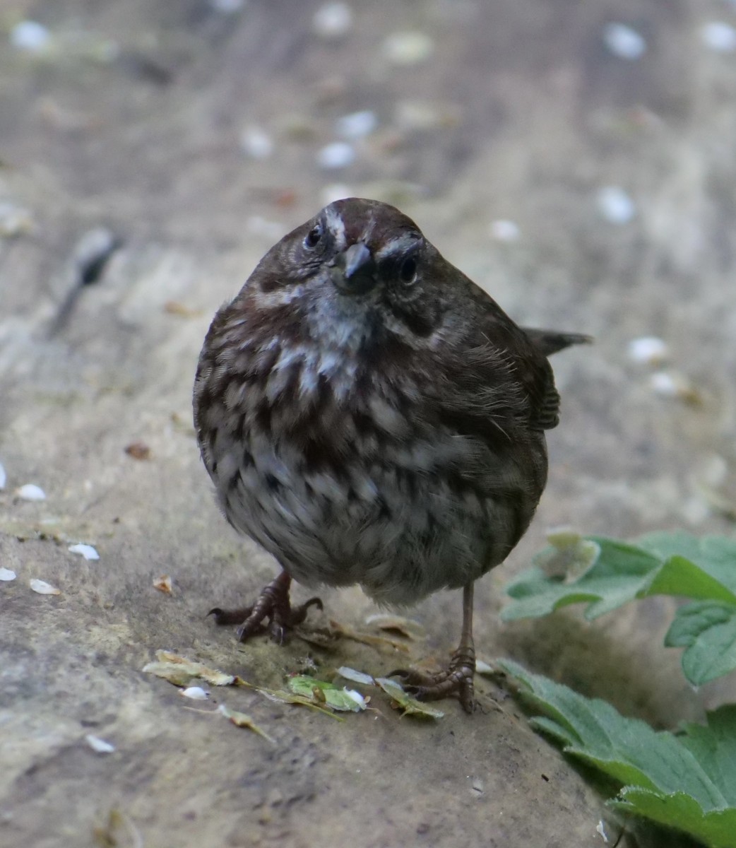 Song Sparrow - Jan Bryant