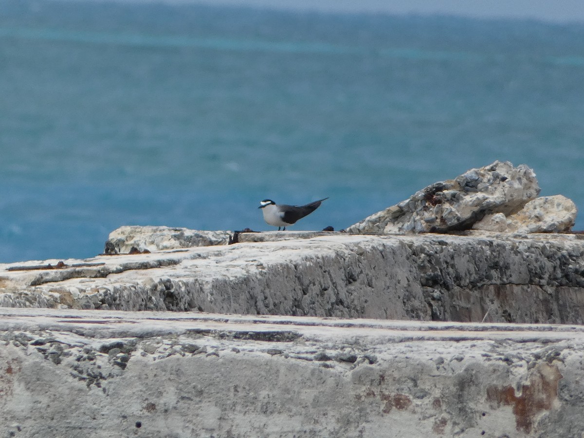 Bridled Tern - Marieta Manolova