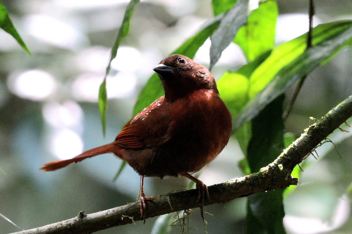 Red-crowned Ant-Tanager (Red) - Miguel Podas