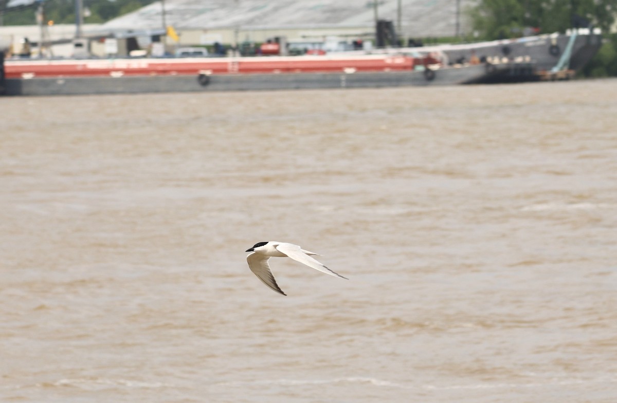 Gull-billed Tern - ML618739923