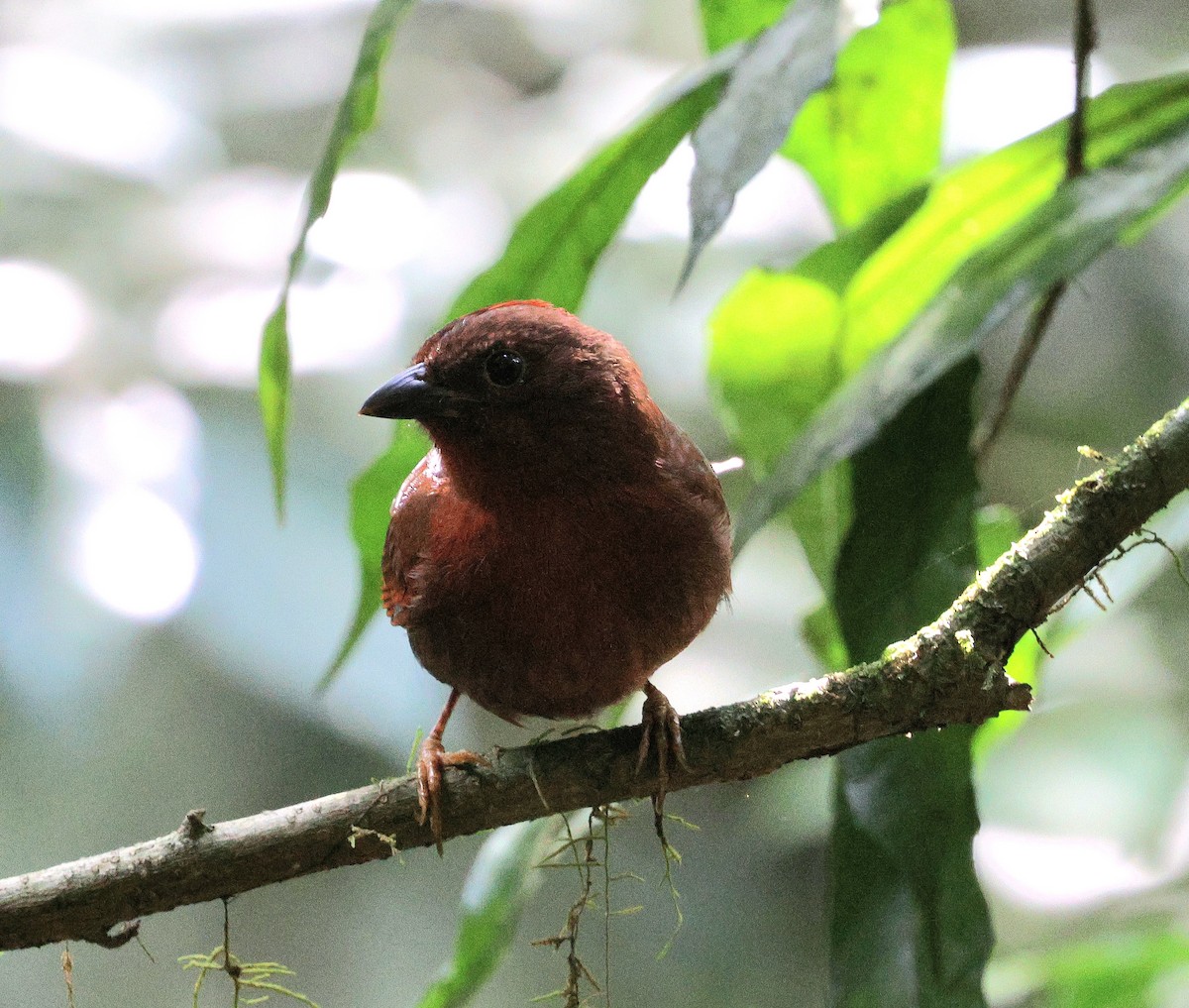 Red-crowned Ant-Tanager (Red) - ML618739925