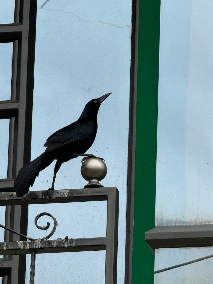 Great-tailed Grackle - yair oswaldo