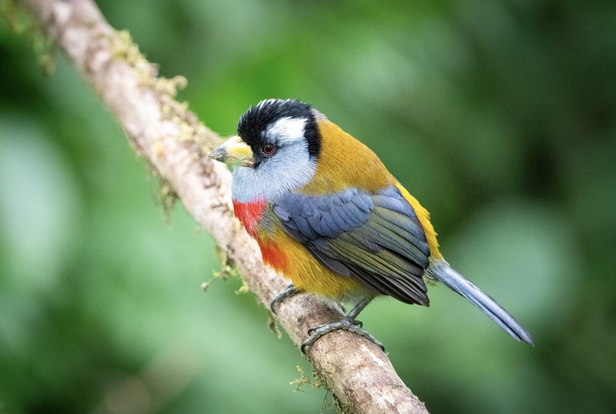 Toucan Barbet - ML618739948