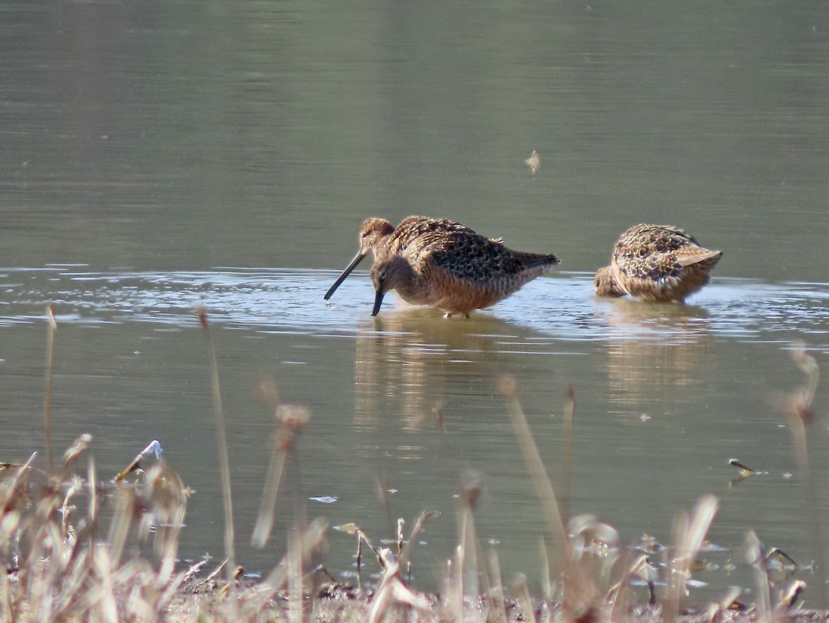 Long-billed Dowitcher - Pam Laing
