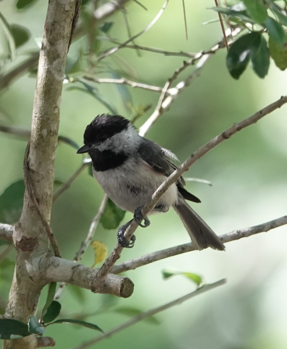 Carolina Chickadee - ML618739982