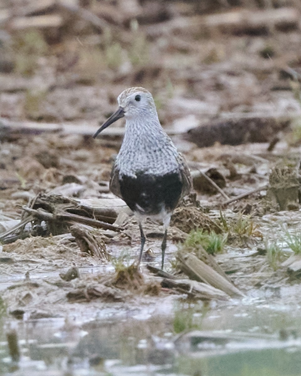 Dunlin - Corby Amos