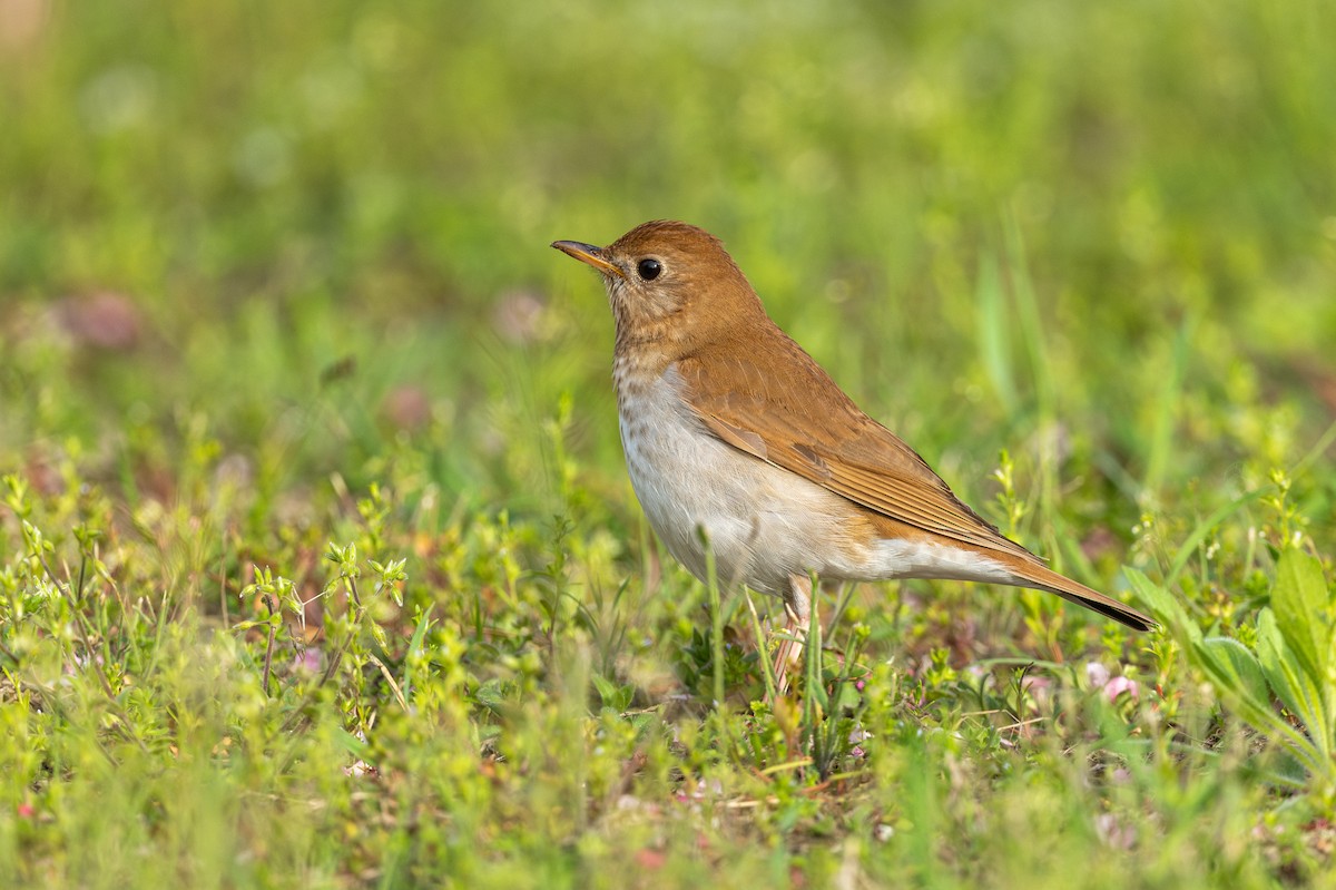 Veery - ML618740047