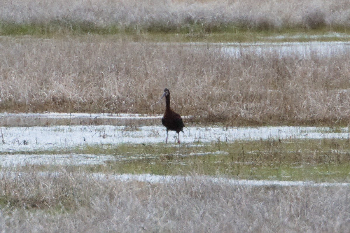 Ibis à face blanche - ML618740076