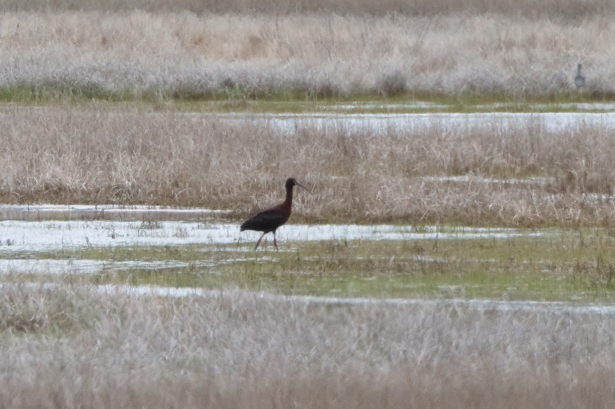 Ibis à face blanche - ML618740077