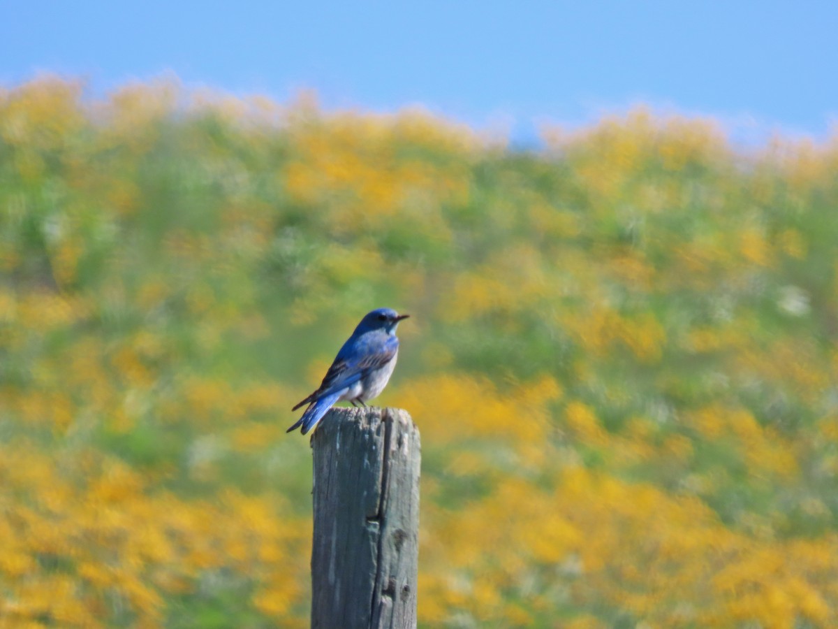 Mountain Bluebird - ML618740093