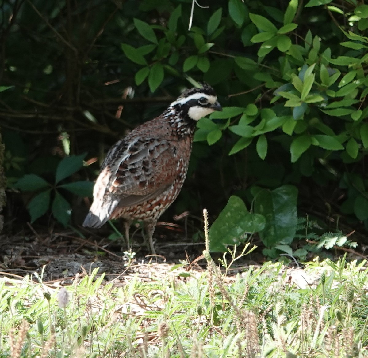 Northern Bobwhite - ML618740103