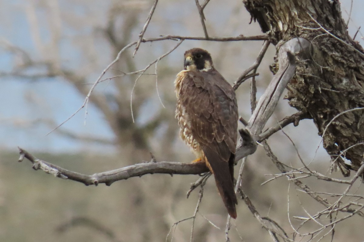 Peregrine Falcon - Del Nelson