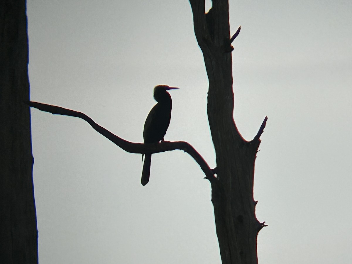 Anhinga - Carson Fraze