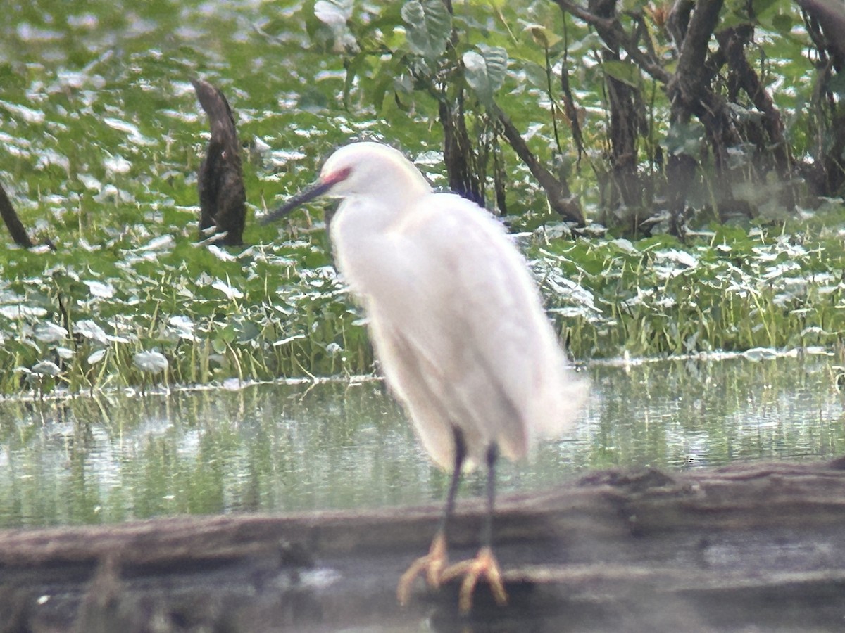 Snowy Egret - ML618740171