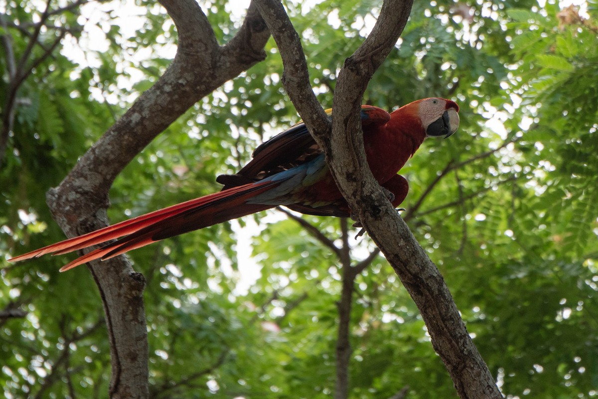 Scarlet Macaw - Andrea Heine