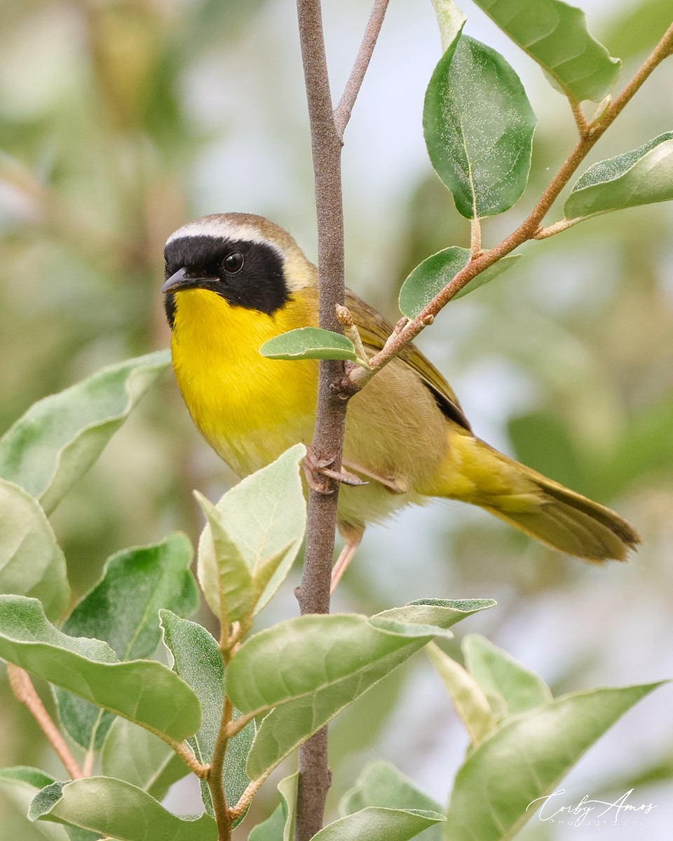 Common Yellowthroat - Corby Amos