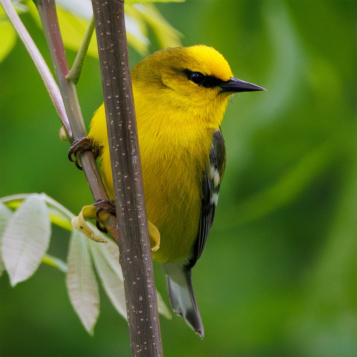 Blauflügel-Waldsänger - ML618740231