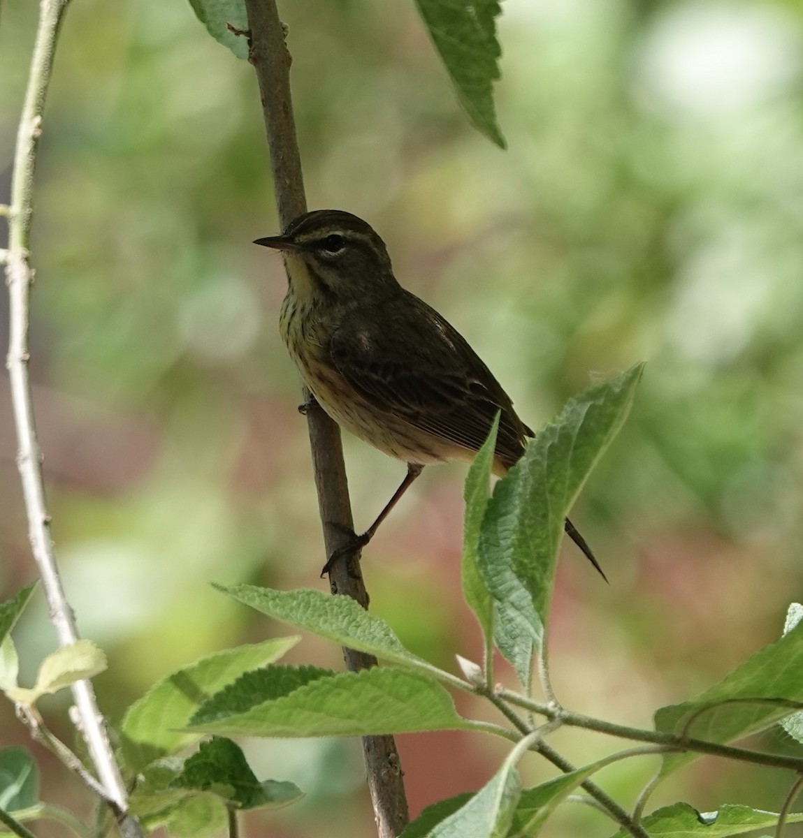 Palm Warbler - ML618740256