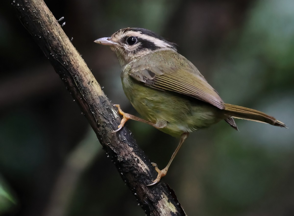 Paruline du Costa Rica - ML618740259