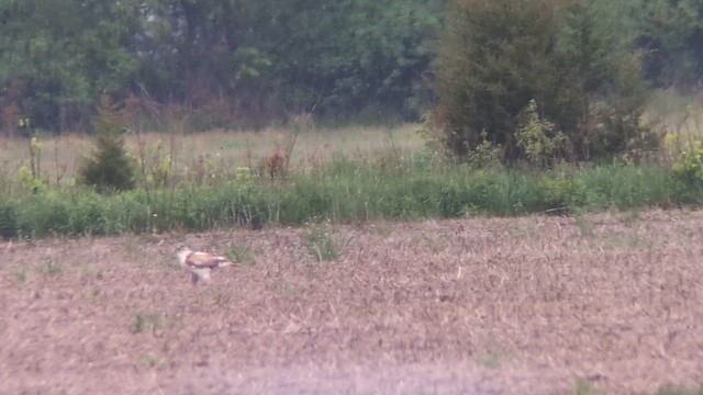 Ferruginous Hawk - ML618740262