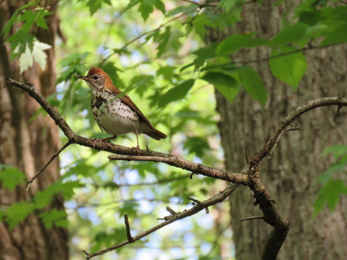 Wood Thrush - Rebecca Laroche