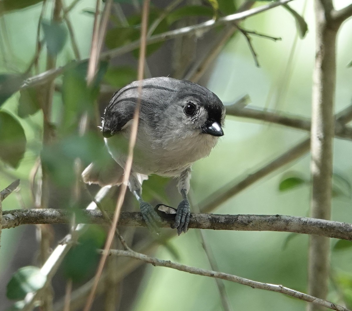 Tufted Titmouse - ML618740296