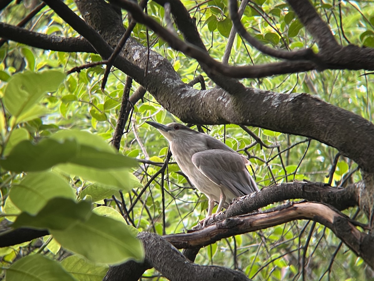 Black-crowned Night Heron - ML618740323