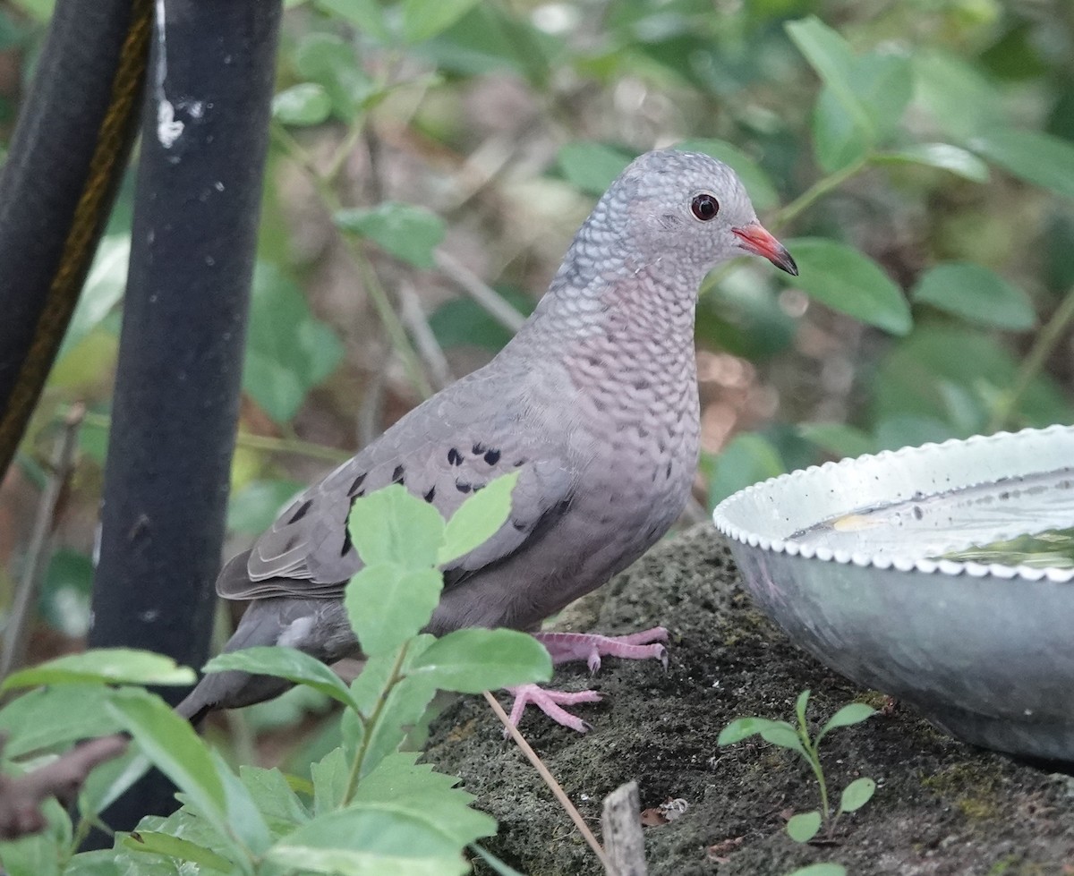 Common Ground Dove - ML618740338