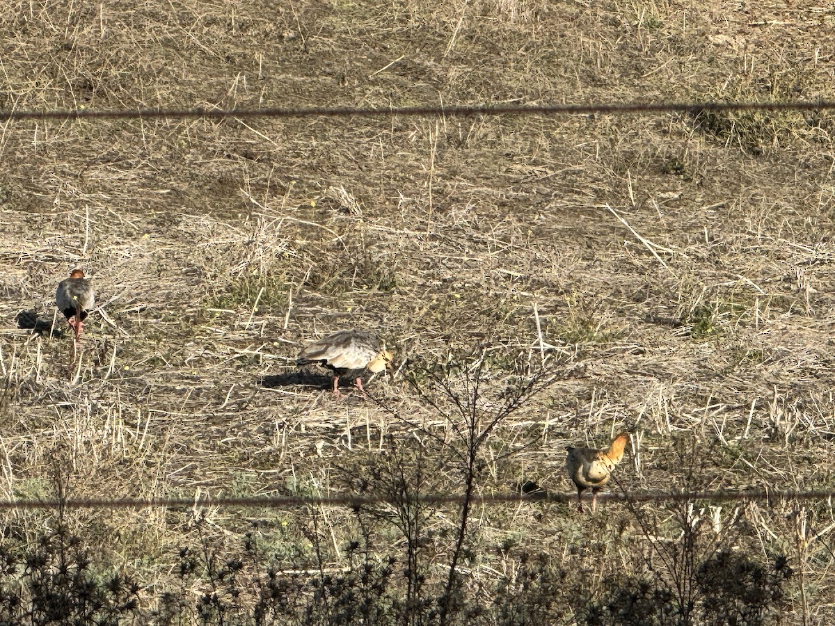 Black-faced Ibis - ML618740361