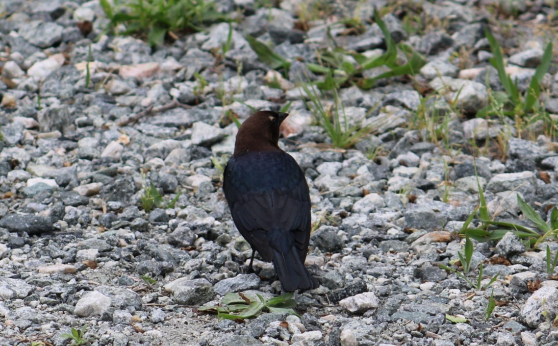 Brown-headed Cowbird - ML618740399