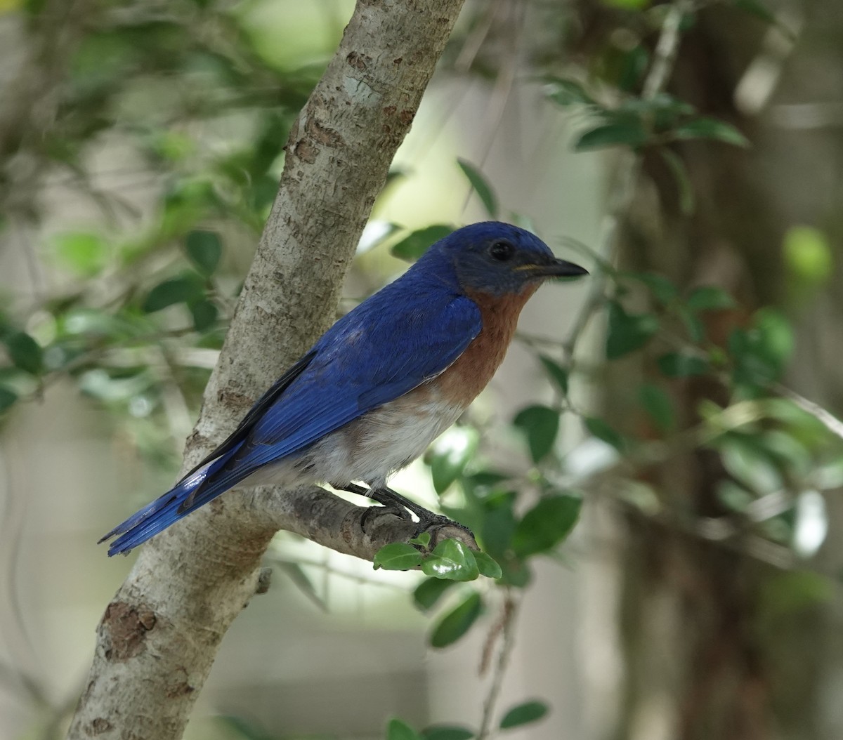 Eastern Bluebird - ML618740403