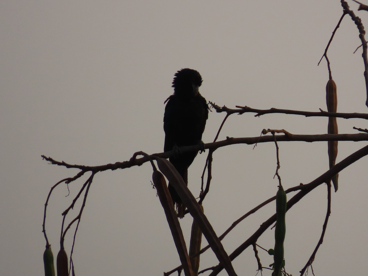 Asian Koel - Shilpa Gadgil