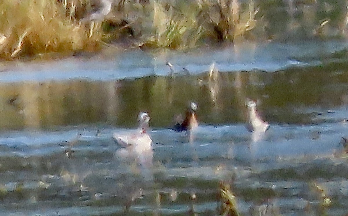 Wilson's Phalarope - ML618740509