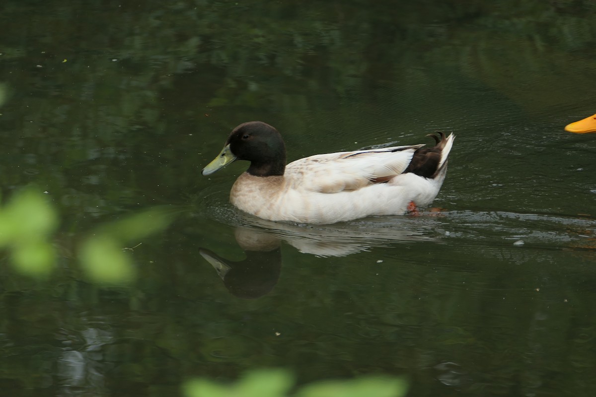 Mallard (Domestic type) - ML618740514