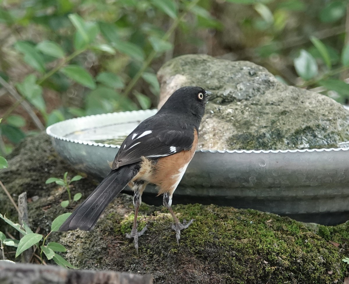 Eastern Towhee - ML618740529