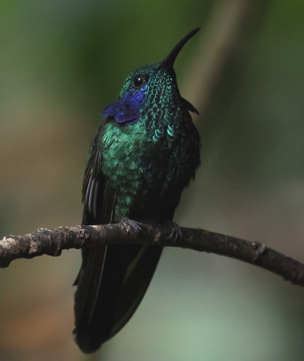 Lesser Violetear - ML618740530