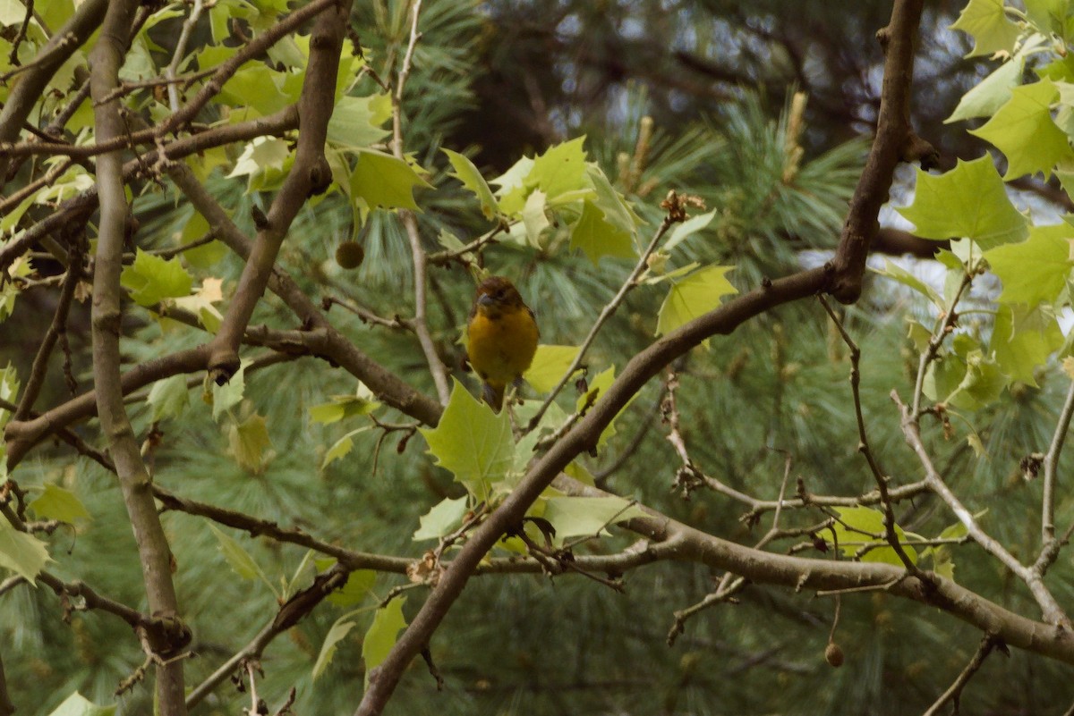 Baltimore Oriole - ML618740545