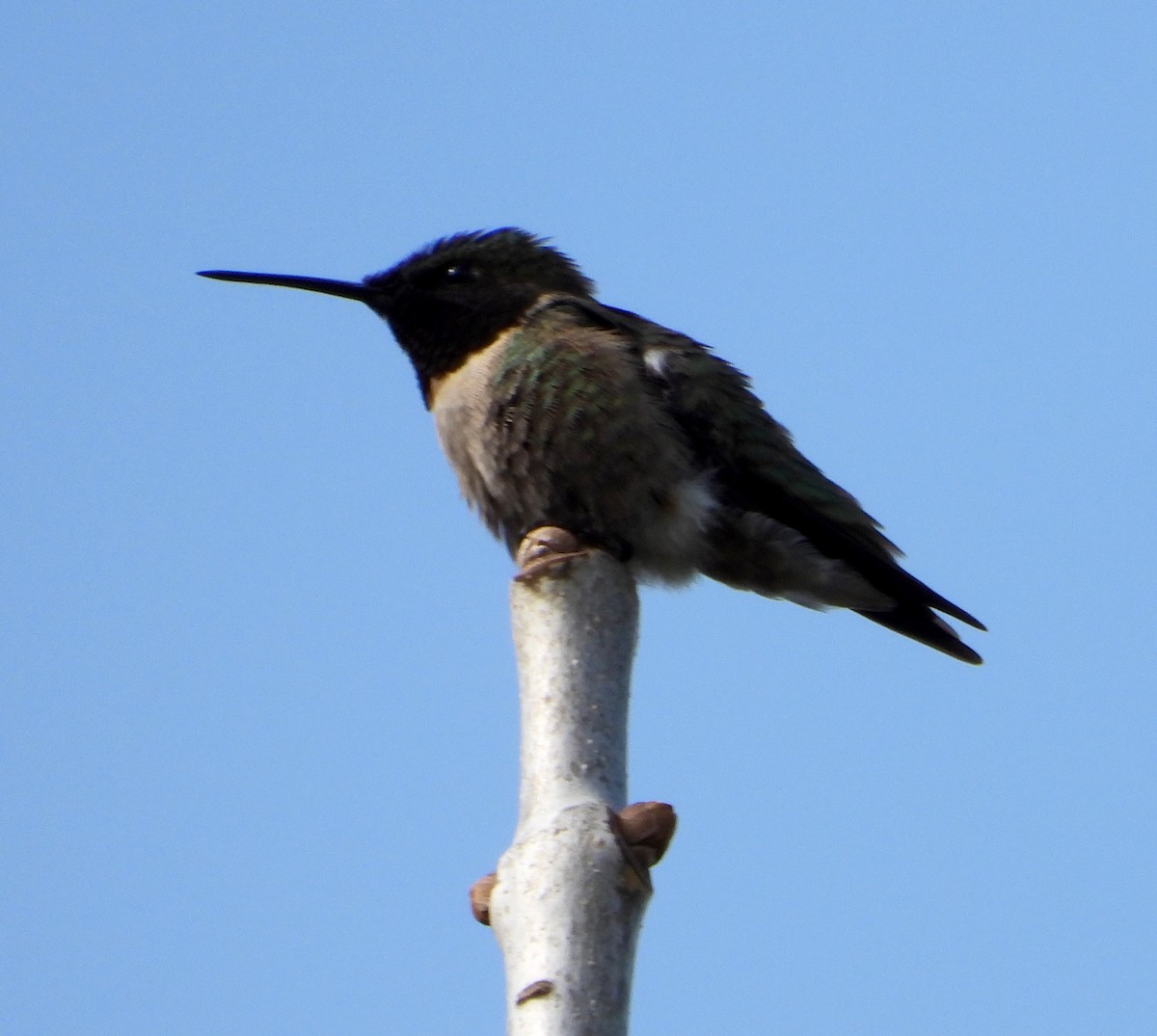Ruby-throated Hummingbird - ML618740564
