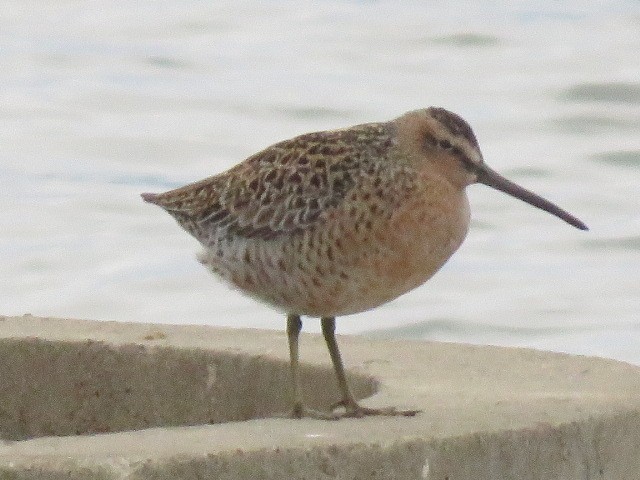 kortnebbekkasinsnipe - ML618740574