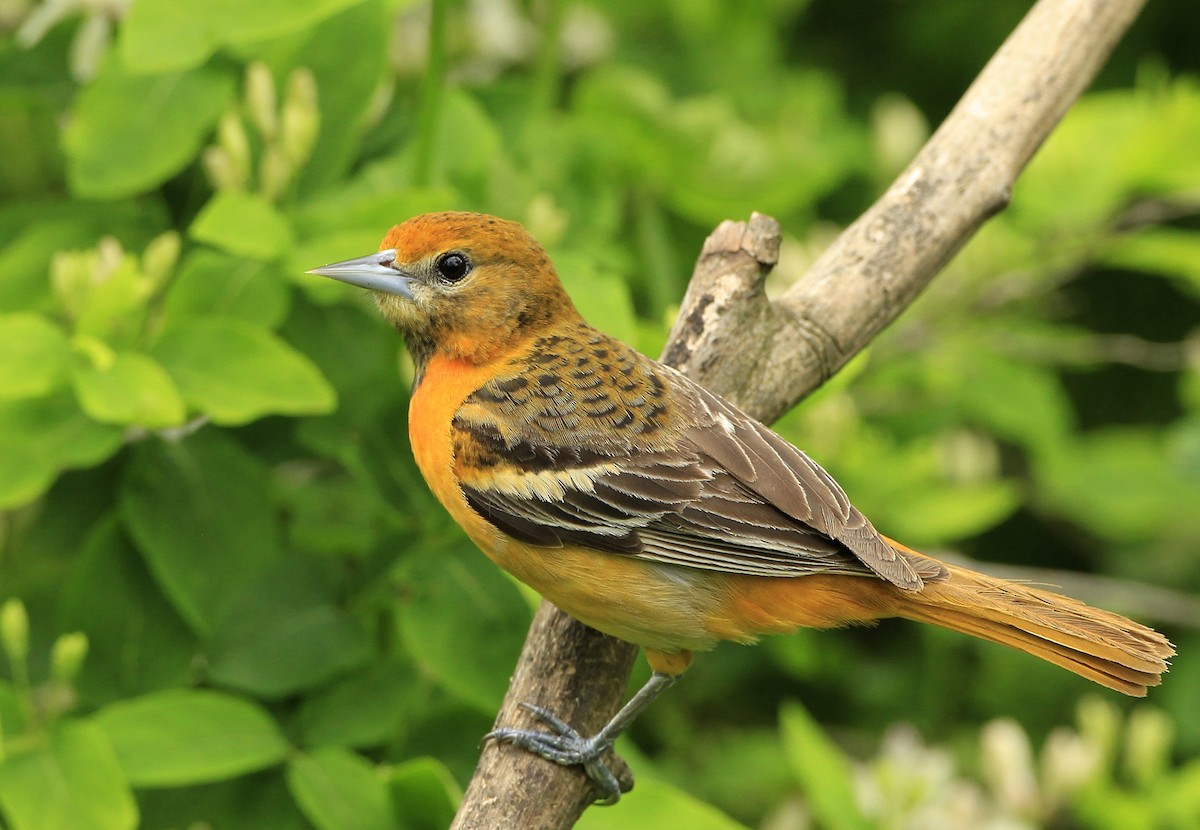 Baltimore Oriole - ML618740577