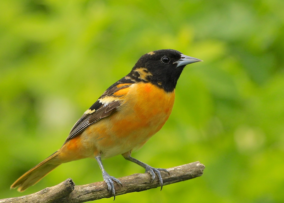 Oriole de Baltimore - ML618740578