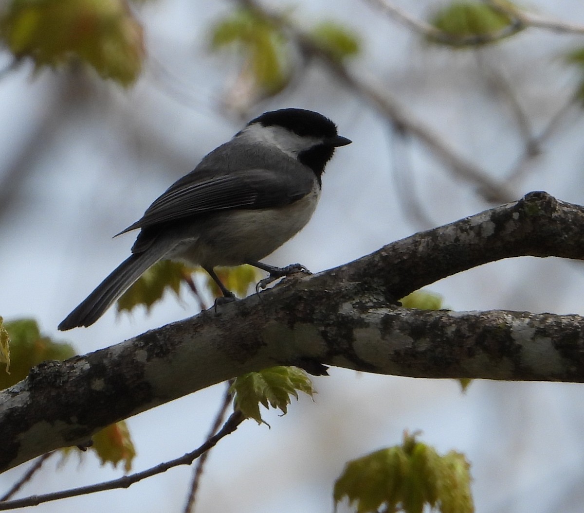 Carolina Chickadee - ML618740591