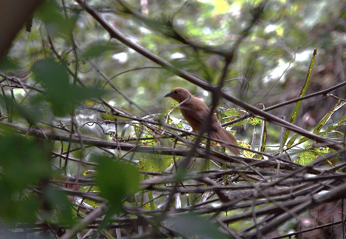 White-lined Tanager - ML618740593