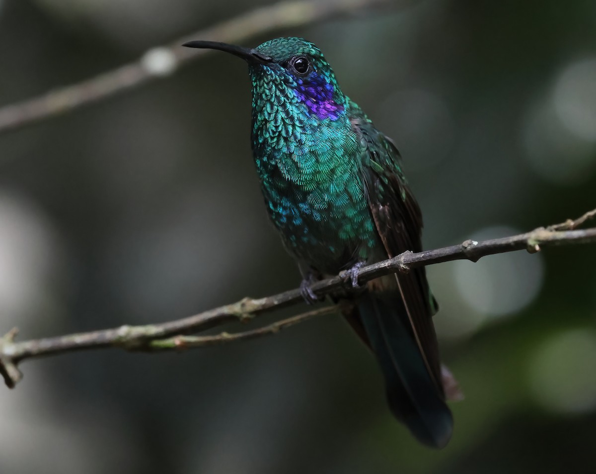 Lesser Violetear - ML618740603