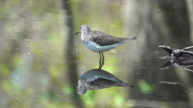 Solitary Sandpiper - ML618740605