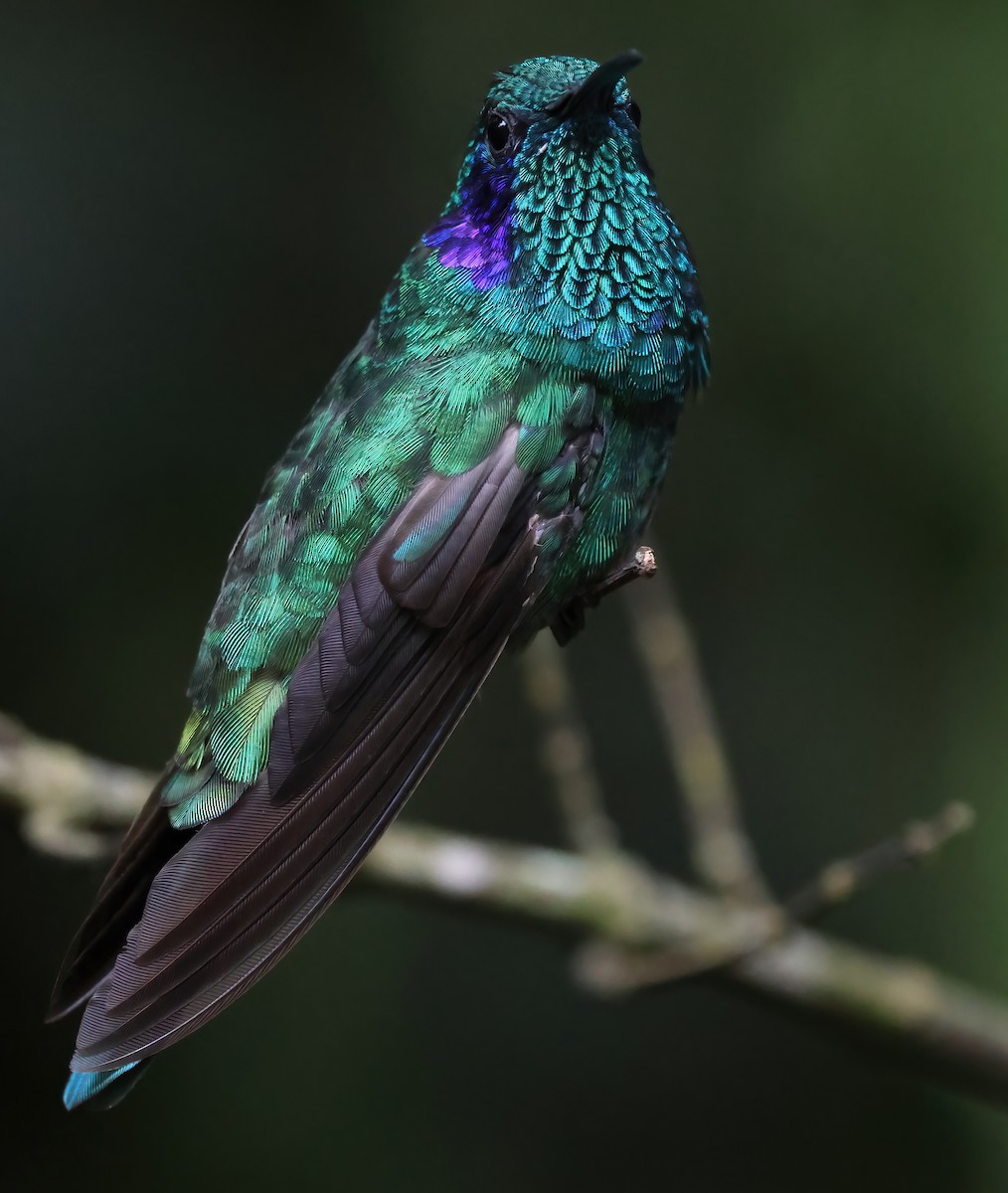 Lesser Violetear - Sally Veach