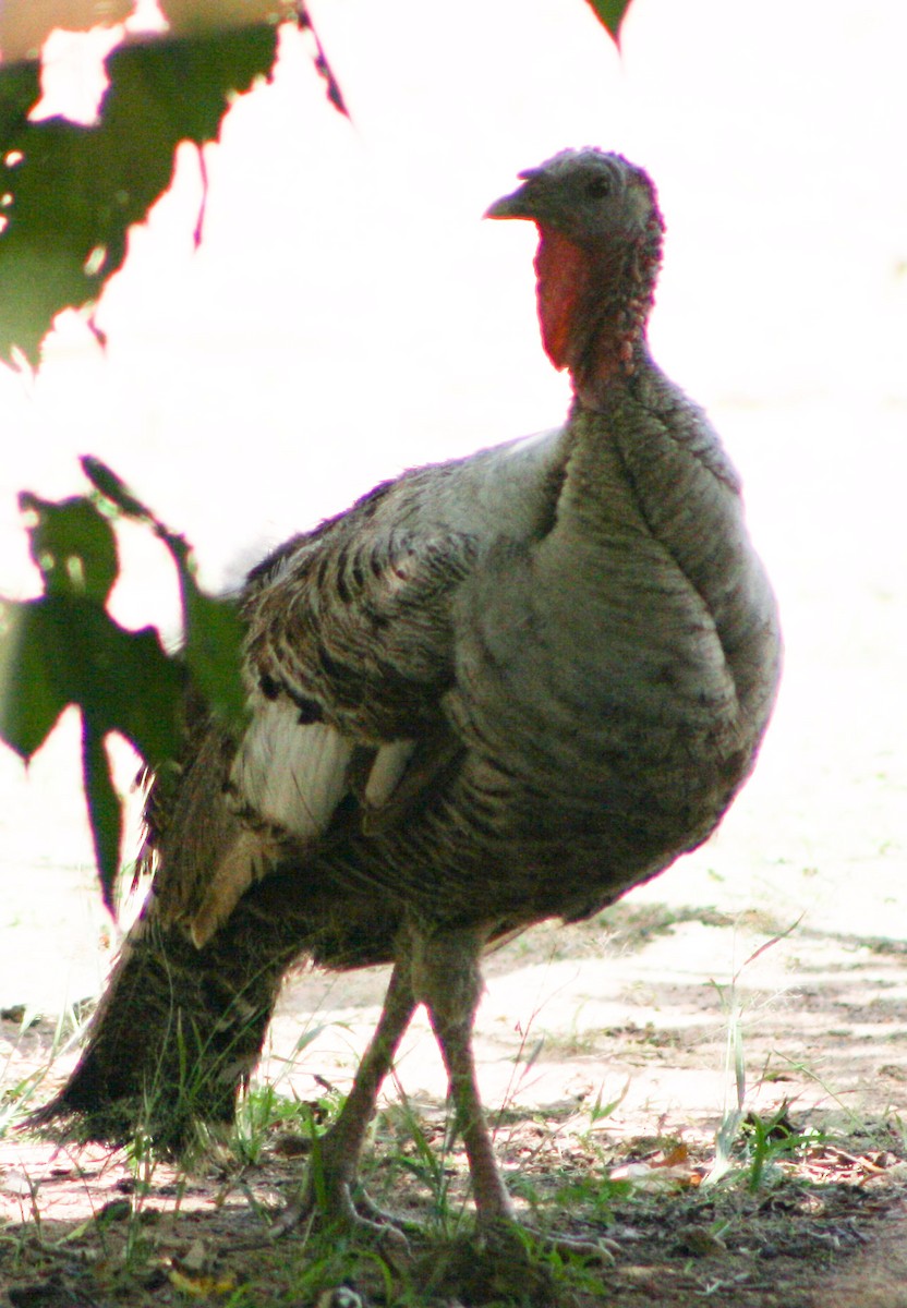 Wild Turkey (Domestic type) - Serguei Alexander López Perez